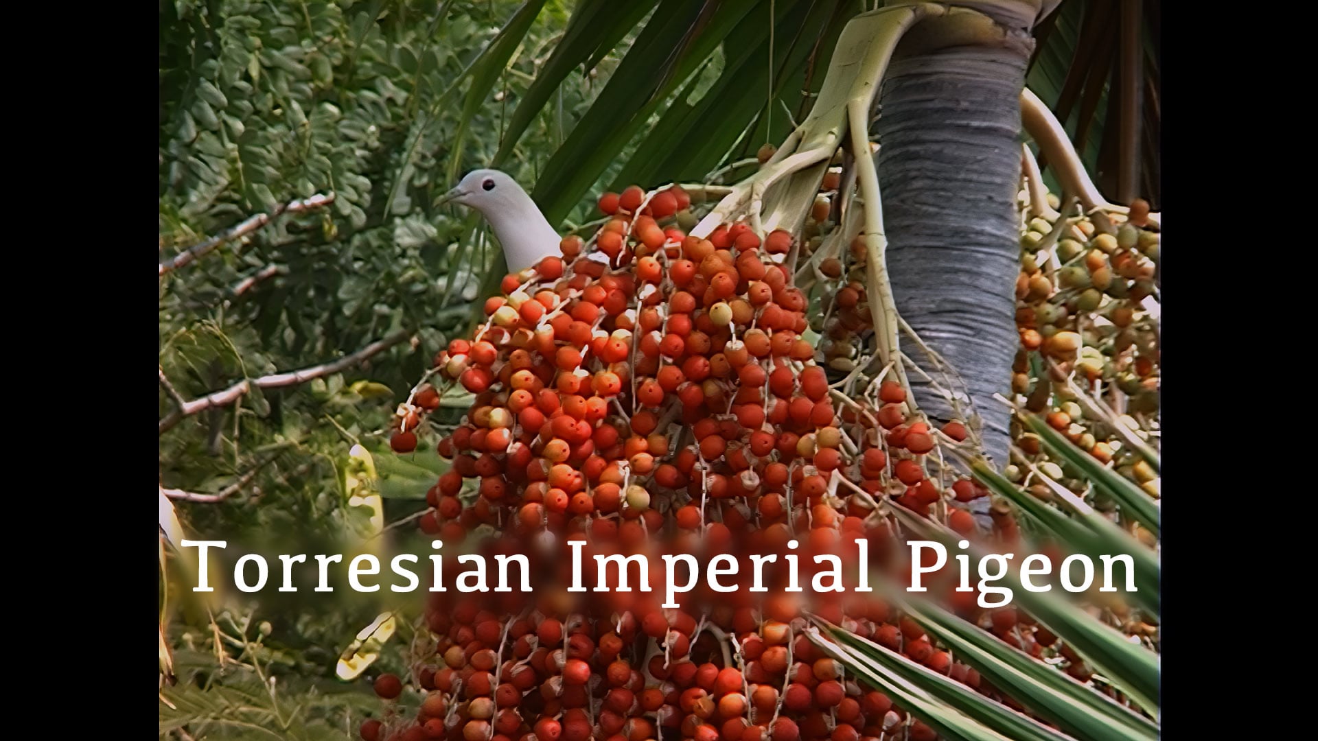 Torresian Imperial Pigeon
