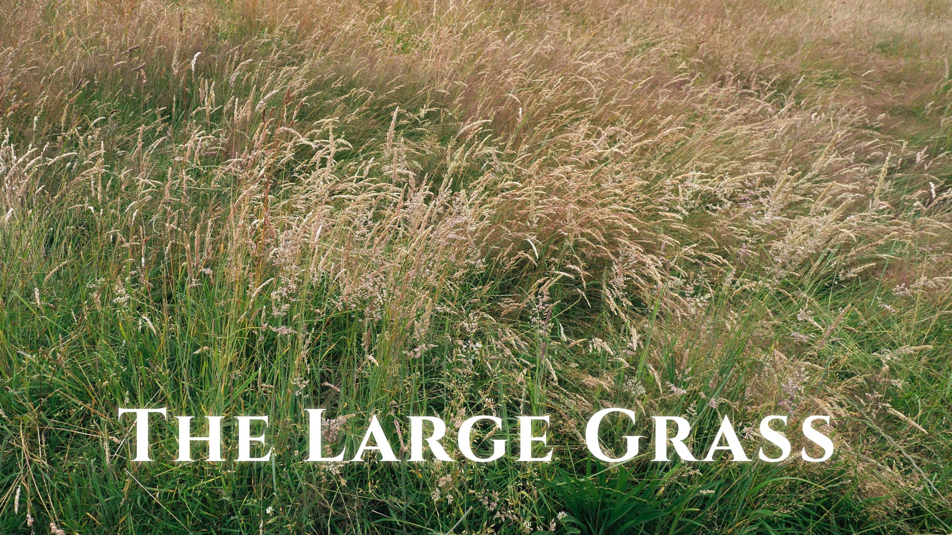 The Large Grass