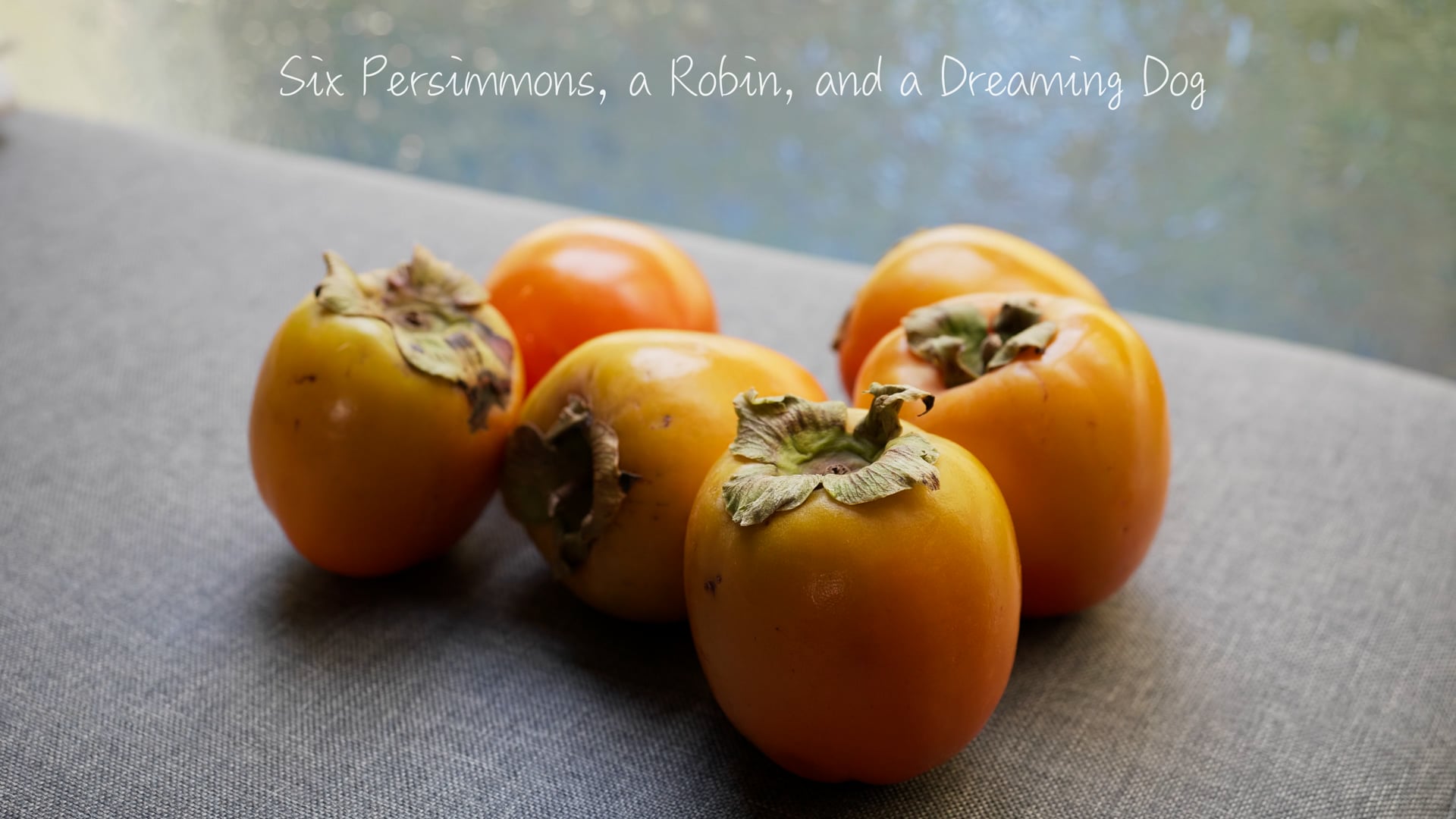 Six Persimmons, a Robin, and a Dreaming Dog