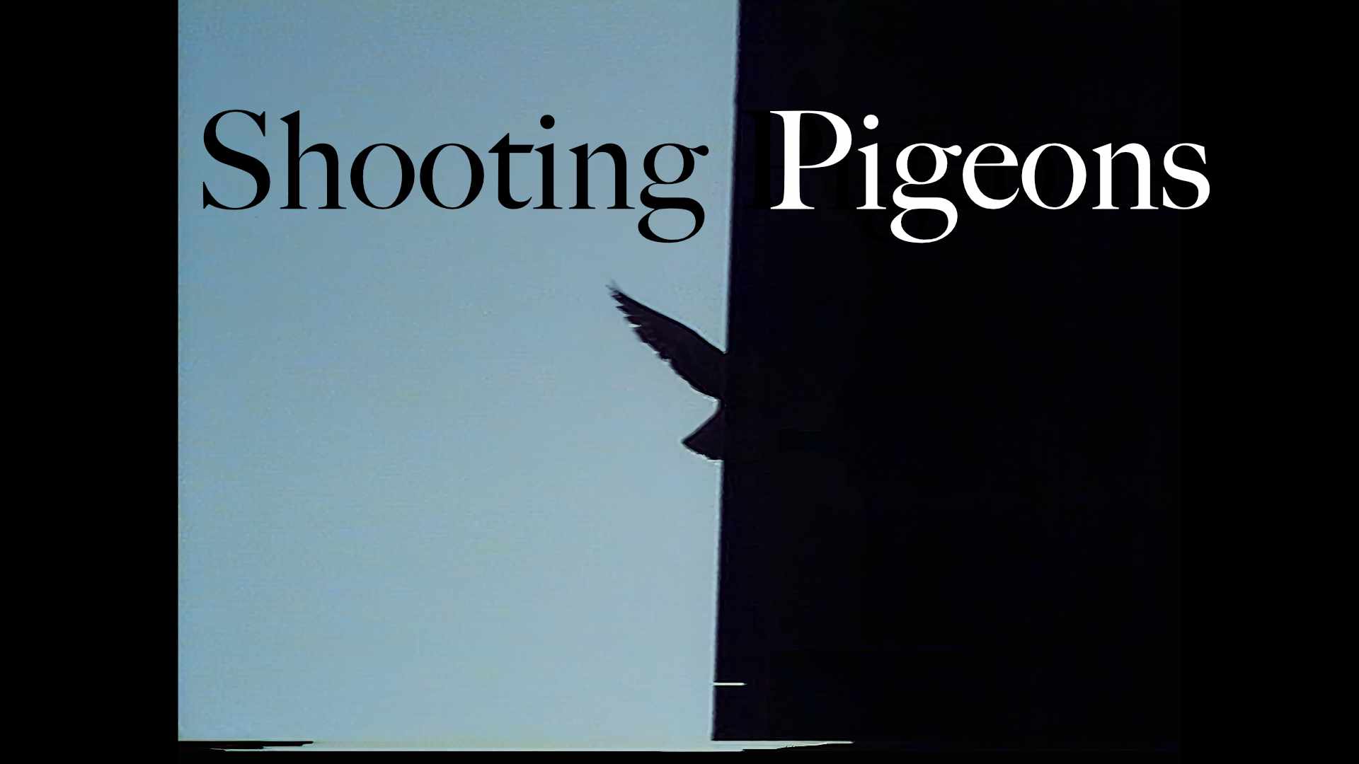 Shooting Pigeons